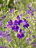 CONSOLIDA REGALIS, LARKSPUR