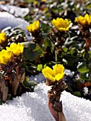 ADONIS AMURENSIS, AMUR PHEASANTS EYE