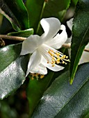CAMELLIA TSAII, CAMELLIA