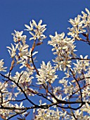 AMELANCHIER ARBOREA, SERVICE BERRY