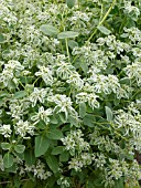 EUPHORBIA MARGINATA, SNOW ON THE MOUNTAIN