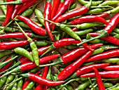 CAPSICUM FRUTESCENS, CHILI PEPPER