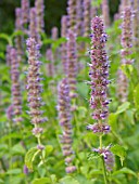 AGASTACHE MEXICANA, MEXICAN GIANT HYSSOP