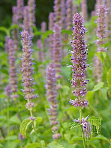 AGASTACHE_MEXICANA_MEXICAN_GIANT_HYSSOP