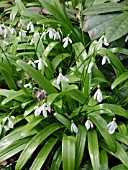 GALANTHUS IKARIAE