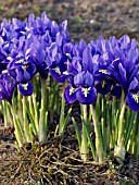 IRIS RETICULATA, DWARF IRIS