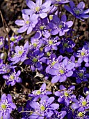 HEPATICA NOBILIS