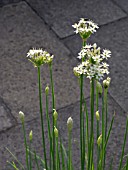 ALLIUM SATIVUM, GARLIC