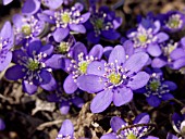 HEPATICA NOBILIS