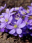 HEPATICA NOBILIS