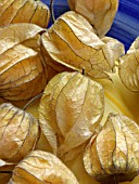 PHYSALIS PERUVIANA, CAPE GOOSEBERRY