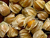 PHYSALIS PERUVIANA, CAPE GOOSEBERRY