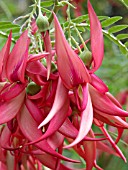 CLIANTHUS PUNICEUS