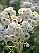 ANAPHALIS MARGARITACEAE, PEARLY EVERLASTING