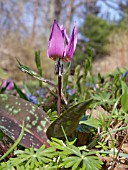 ERYTHRONIUM DENS-CANIS