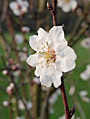 PRUNUS DULCIS, ALMOND