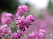 ERICA CARNEA, WINTER HEATHER