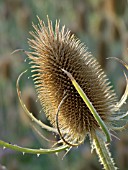 DIPSACUS SATIVUS, FULLERS TEASEL