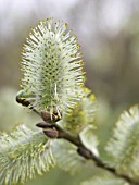 SALIX CINEREA, GREY WILLOW