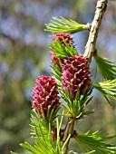 LARIX DECIDUA, EUROPEAN LARCH