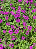 VERBENA CANADENSIS PERFECTA