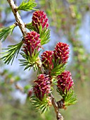 LARIX DECIDUA, EUROPEAN LARCH