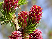 LARIX DECIDUA, EUROPEAN LARCH