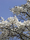 MAGNOLIA STELLATA