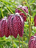 FRITILLARIA MELEAGRIS