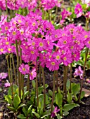 PRIMULA ROSEA, HIMALAYAN MEADOW PRIMROSE