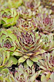 SEMPERVIVUM GRANDIFLORUM  GAUDINS HOUSELEEK