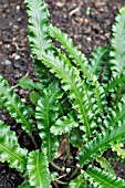 ASPLENIUM SCOLOPENDRIUM ANGUSTIFOLIUM  HARTS TONGUE FERN