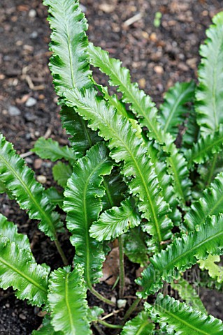 ASPLENIUM_SCOLOPENDRIUM_ANGUSTIFOLIUM__HARTS_TONGUE_FERN