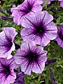 PETUNIA VIOLET DARK EYE, PETUNIA