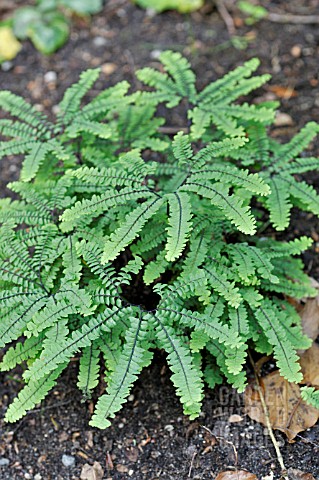 ADIANTUM_PEDATUM_IMBRICATUM__AMERICAN_MAIDENHAIR_FERN