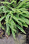 ASPLENIUM TRICHOMANES  MAIDENHAIR SPLEENWORT