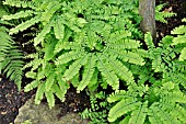 ADIANTUM PEDATUM VAR. PEDATUM  AMERICAN MAIDENHAIR FERN