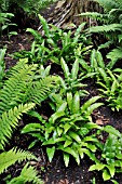 ASPLENIUM SCOLOPENDRIUM  HARTS TONGUE FERN