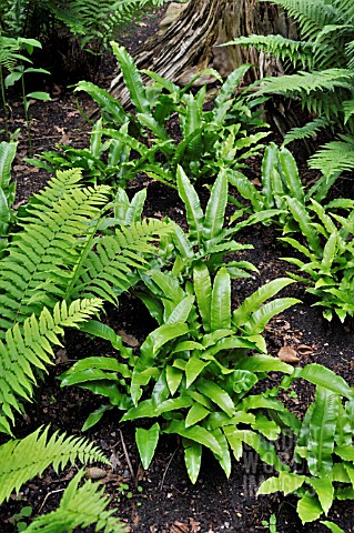 ASPLENIUM_SCOLOPENDRIUM__HARTS_TONGUE_FERN