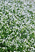 ASPERULA TINCTORIA  DYERS WOODRUFF