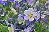 AQUILEGIA CAERULEA  ROCKY MOUNTAINS COLUMBINE