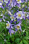 AQUILEGIA CAERULEA