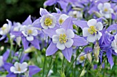 AQUILEGIA CAERULEA  ROCKY MOUNTAINS COLUMBINE