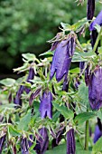 CAMPANULA PUNCTATA KENT BELLE  BELLFLOWER