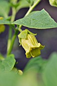 ATROPA BELLA-DONNA VAR. LUTEA  DEADLY NIGHTSHADE