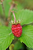 FRAGARIA VESCA  ALPINE STRAWBERRY