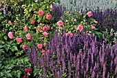 ROSA AND SALVIA NEMOROSA