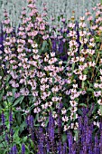 PHLOMIS TUBEROSA AND  SALVIA NEMOROSA