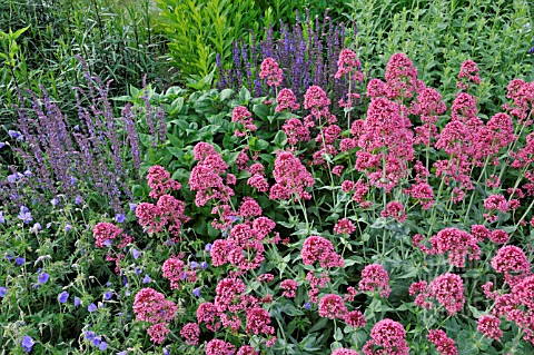 CENTRANTHUS_RUBER_COCCINEUS__RED_VALERIAN__SALVIA_NEMOROSA