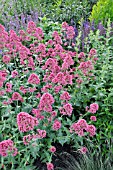 CENTRANTHUS RUBER COCCINEUS  RED VALERIAN